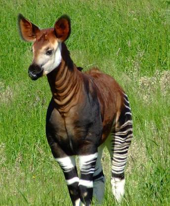 okapi animals poster Multicolor Photo Paper Print Poster Photographic Paper