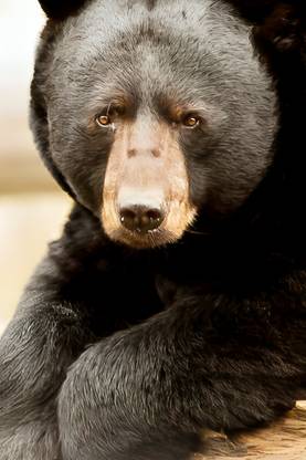 Black Bear Poster for Room Wall Decoration, Size - 12 X 18 inches || EB ART 8985 Paper Print