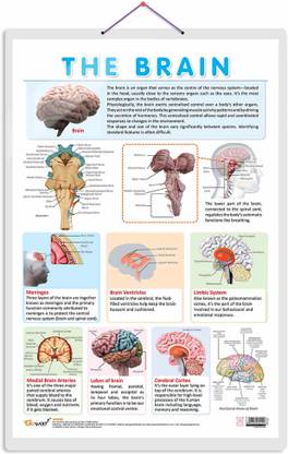 THE BRAIN CHART | Journey through the Brain: Comprehensive Anatomy ...