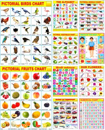 Multicolored Educational Learning Chart for or Kids Size 45×60cm Pack OF 10 Printing Quality HD Fine Art Print
