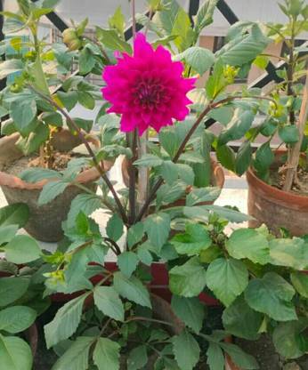 A Beautiful Flower Picture Paper Print