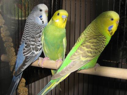 Poster Budgerigar Birds Parrots Budgie sl-14136 (LARGE Poster, 36x24 Inches, Banner Media, Multicolor) Fine Art Print