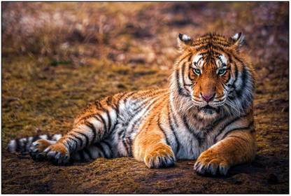 Tiger bokeh predators blurred background beautiful animals Digital poster print for home and office poster rolled postr size 12X18 inches Paper Print