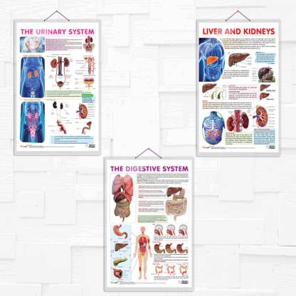 THE URINARY SYSTEM chart and LIVER AND KIDNEY chart and THE DIGESTIVE SYSTEM chart | combo of 3 charts | Mastering Your Vital Organs: The Urinary System, Liver, and Kidney, and Digestive System Paper Print