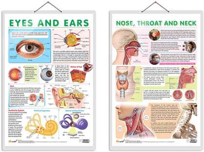 NOSE, THROAT, AND NECK chart and EYES AND EARS chart | combo of 2 chart | A detailed anatomical representation of the Nose, Throat, and Neck Paper Print