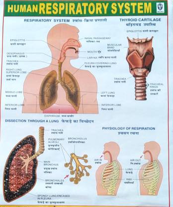 Educational Human Respiratory System Poster Photographic Paper
