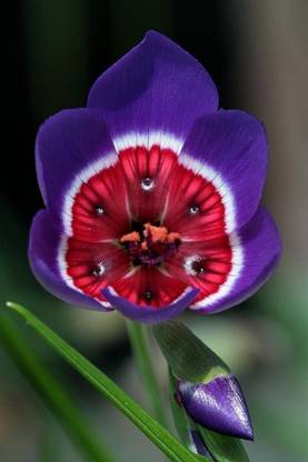 Flower Poster for Room Wall Decoration, Size - 12 X 18 inches || VE EB ART 9164 Paper Print