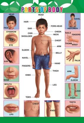 Part of Body wall Charts - Extremely usefull for growing kids | Laminated Chart | Paper Size (13*19 Inch) | Paper Print (Rolled with Safety Tube). Paper Print