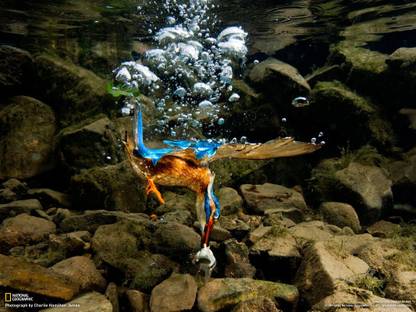 Most Amazing National Geographic Poster Multicolor Photo Paper Print Poster Photographic Paper
