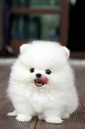 Cute Dog Puppy Poster for Room Wall Decoration, Size - 12 X 18 inches || VE EB ART 16416 Paper Print