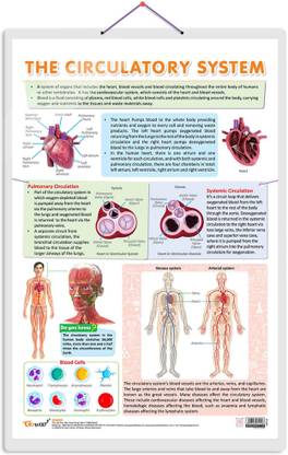 CIRCULATORY SYSTEM CHART | Journey through the Circulatory System: Comprehensive Anatomy Chart Paper Print
