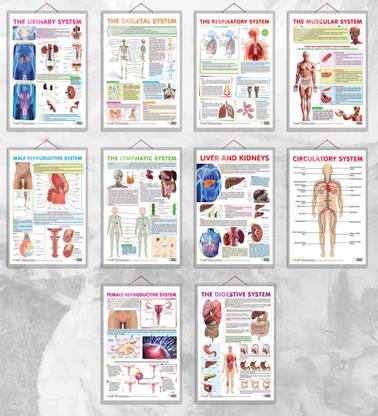 THE URINARY SYSTEM chart and THE SKELETAL SYSTEM chart, THE RESPIRATORY SYSTEM chart ,THE MUSCULAR SYSTEM chart, MALE REPRODUCTIVE SYSTEM chart, THE LYMPHATIC SYSTEM chart,LIVER AND KIDNEY chart, FEMALE REPRODUCTIVE SYSTEM chart, THE DIGESTIVE SYSTEM chart and CIRCULATORY SYSTEM chart | combo of 10 chart | Systems of the Human Body: A Comprehensive Chart Collection Paper Print
