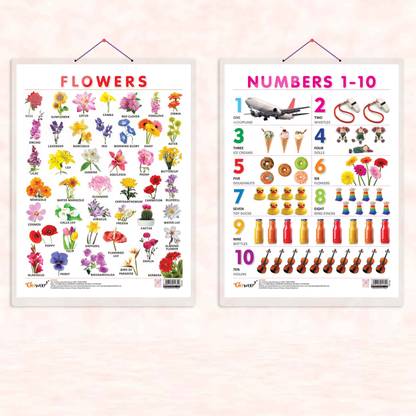 FLOWERS CHART HARD LAMINATED and NUMBER 1-10 CHART HARD LAMINATED | combo of 2 charts |Vibrant Blooms and Number Marvels Paper Print