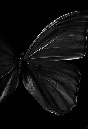 Digital Painting beautiful butterfly Poster Wallpaper on fine art paper 13x19 Fine Art Print