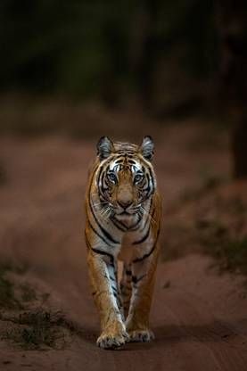 A ferocious tiger on the prowl Paper Print