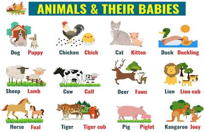 Animals Name Chart Poster with Gloss Lamination Paper Print