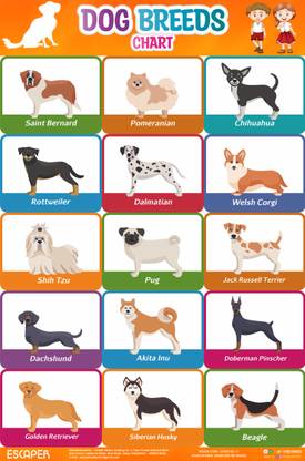Dog Breed Chart for Kids learning (11.5 x 17.5 inches) Photographic Paper