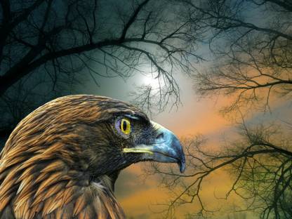 Eagle Hd Bald Eagle Fantasy Hd Matte Finish Poster Paper Print