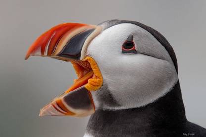 Atlantic Puffin Poster Multicolor Photo Paper Print Poster Photographic Paper