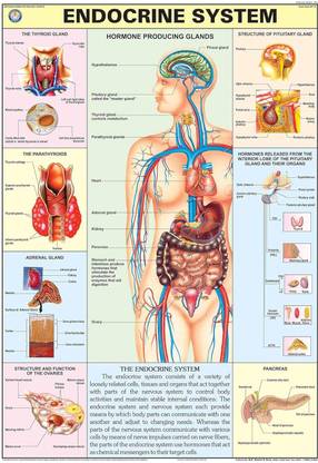 Human Endocrine System Chart Fine Art Print