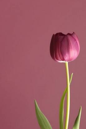 Flowerish Art Poster for Room Wall Decoration, Size - 12 X 18 inches || VE EB ART 9508 Paper Print