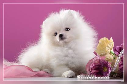 Cute Dogs Cute Puppies Pomeranian Fulffy Dog Golden Retriever Matte Finish Poster Paper Print