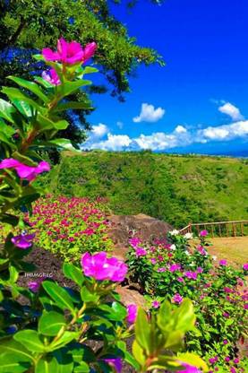 Flower Poster for Room Wall Decoration, Size - 12 X 18 inches || VE EB ART 9109 Paper Print