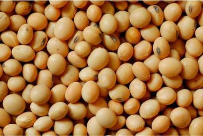 FRENUTRI Organic Soya Bean (Whole)