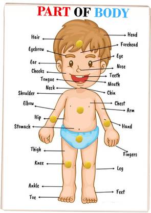Plus Shine Parts of Body Name Tray Puzzle Human Body Organs Chart Board Wooden Learning Toy