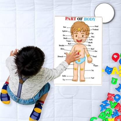 Plus Shine Human Body Organs Chart Board Learn The Parts of Body Name Matching Puzzle Toy