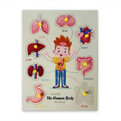 खिलोनेवाले Inside Human Body - Internal Organs of Body with Knob (Size 30*22 cm)