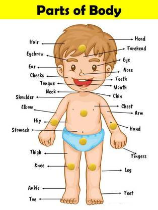 प्लस शाइन Human Body Parts Chart Board Learn The Parts of Body Name Matching Puzzle