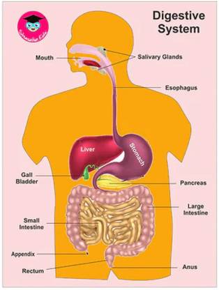 Kumaravel Digestive system - Wooden peg puzzle 2D Model Learing board