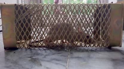 A2SK Live Rat Trap Iron Cage / Rodent Control /Rat Cage. Heavy Duty Mouse Cage Small Live Trap