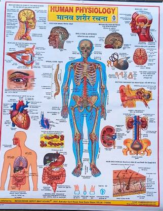 Human Psysiology Laminated Wall Chart .Exploring The Wonders Of Human Physiology: From Cells To Systems"