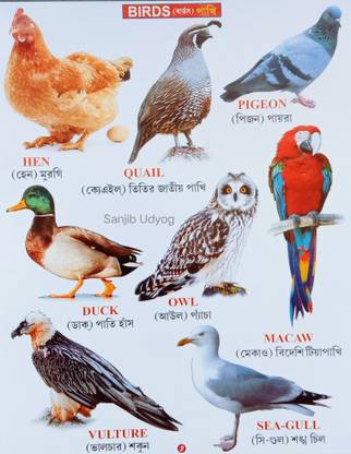Sanjib Udyog Birds Recognition Book For All Kid's Students