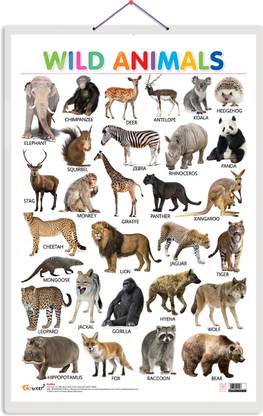 Wild Animals Hard Laminated Educational Chart | By Sawan