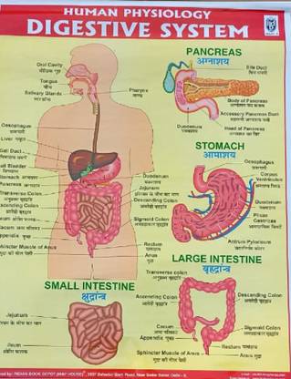 Explore The Wonders Of Human Physiology: Digestive System Chart For Intermediate, Medical And All Biology Person