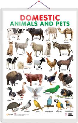 Domestic Animals And Pets Hard Laminated Educational Chart | By Sawan