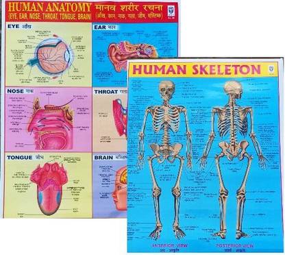 A Combo Of Two Charts Of Human Skeleton And Human Physiology+
A FREE Human Anatomy CHART For All Biology Students Laminated And Multicolor