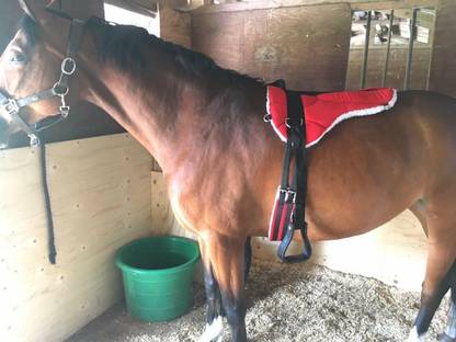 Petworld BLESSING HORSE RIDING SADDLE RED COLOUR Saddle