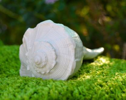 Deepak Shop Dakshinavarti Shankh Puja Shankh for Laxmi Pooja Sacred for Abhishek Shankh Decorative Shankh