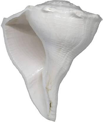 sindinga9 Valampuri Sangu / Shankh (1 Inch)for Positivity & Auspicious - ISO CERTIFIED Sacred Shankh