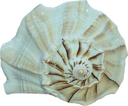 Nepali Rudraksh Dakshinavarti MahalaxmiShankh Original Certified by Nepali Rudraksh Sacred Shankh