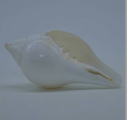 HVS Shankh for decorative for the pooja Decorative Shankh