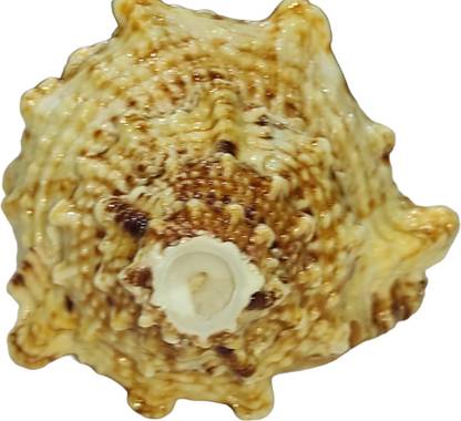 shreerudraksham Blowing Mahalaxmi Shankh | For Unlimited Wealth | By Shree Rudraksham | Sacred Shankh