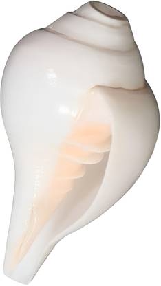 PANCHAJANYA Pure Natural Conch Shell (Size Guaranteed: 8 to 8.5Inch) Blowing Shankh
