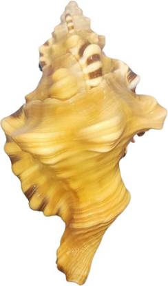 Namisha Ganesh Mukhi Shankh Symbol of Divine Blessings and Protection Sacred Shankh