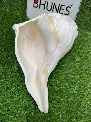 Bhunes Natural Puja Right Handed Lakshmi Valampuri Shankh, Dakshinavarti Conch Sacred Shankh