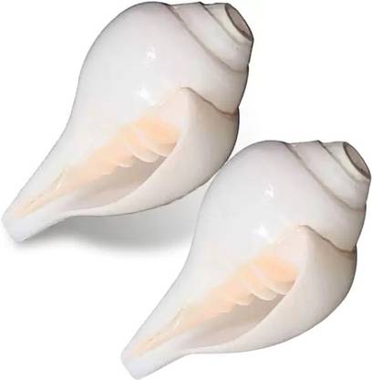 grenfel Conch Shell (10cm-6cm ) Natural Loud Blowing Shankh for Pooja Original Pack of 2 Blowing Shankh